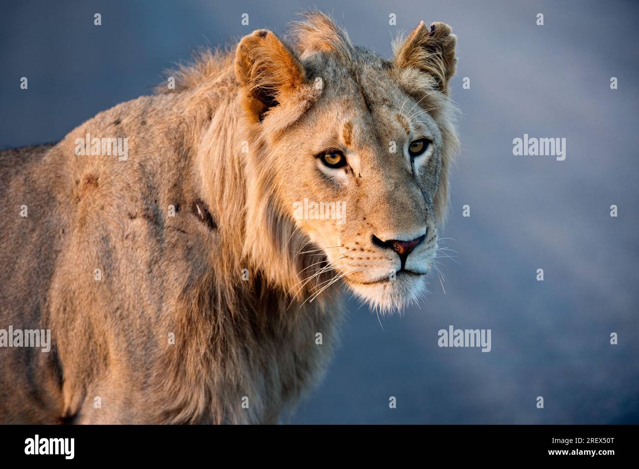 Einsamer männlicher Löwe in der frühen Morgensonne im Profil Stockfoto