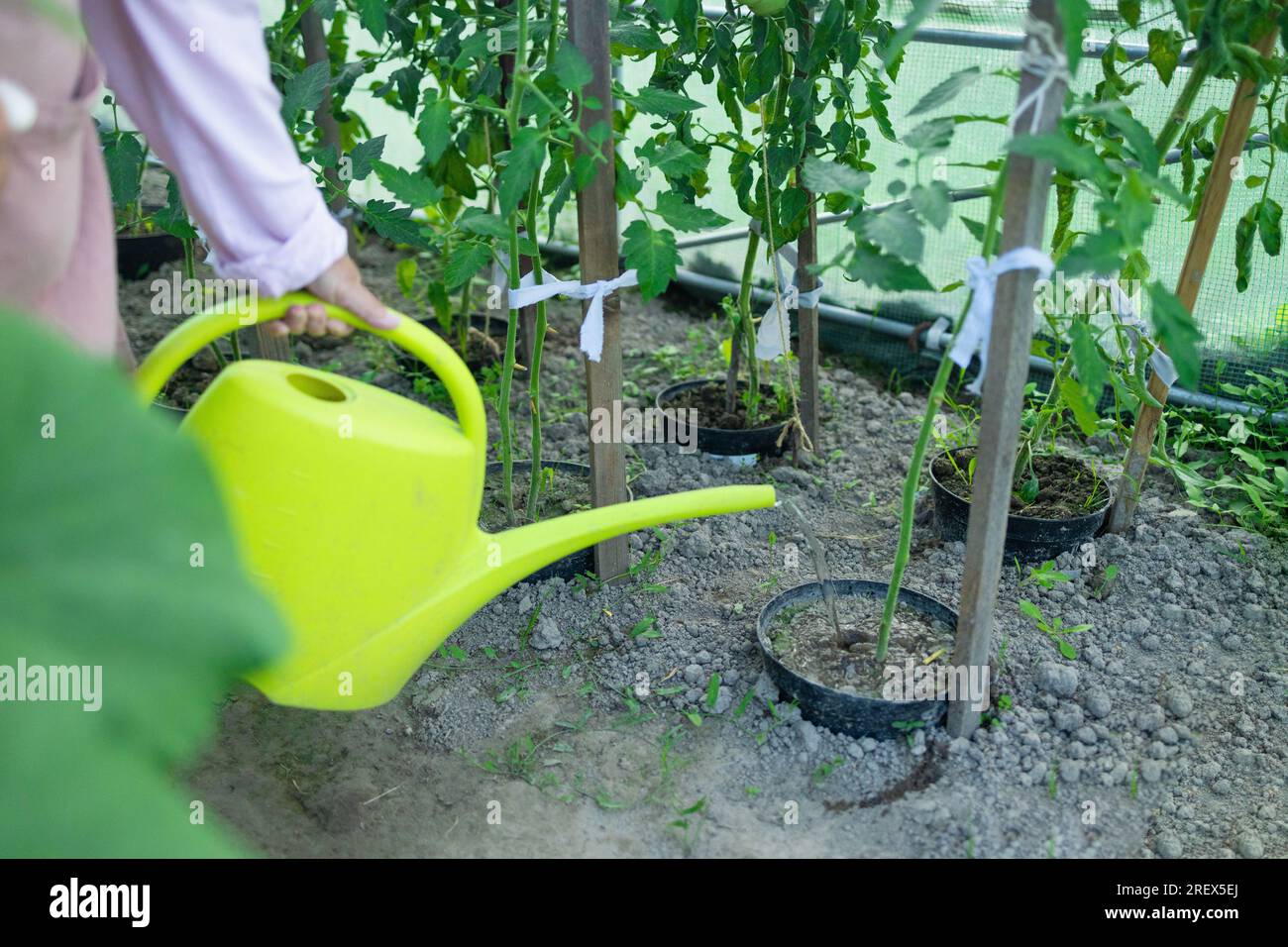 Kunststoffbewässerungskanister oder -Trichter zur Bewässerung der Tomatenpflanze im Gewächshaus. Selbst angebaute Tomatenpflanzen aus biologischem Anbau ohne Gemüse, umgeben von Mulch Stockfoto