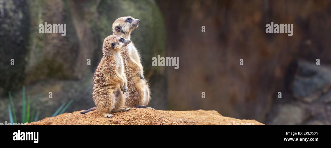 Zwei süße neugierige Erdmännchen stehen auf ihren Hinterbeinen auf einem sandigen Hügel und schauen weg. Zoo, Tiere. Stockfoto