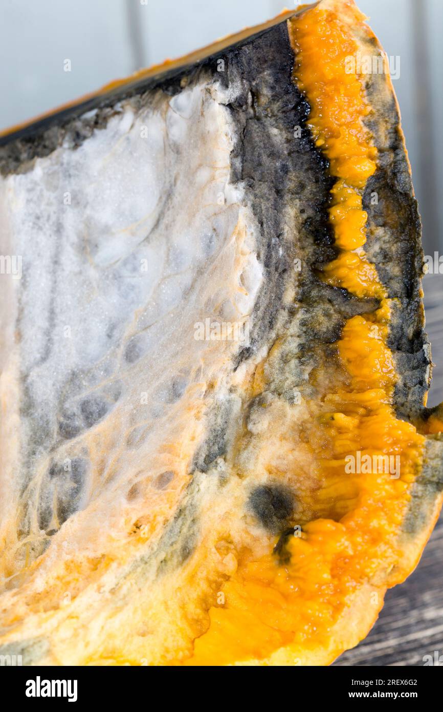 Reifer Orangenkürbis mit Schimmel und Schimmel bedeckt, reifes Gemüse, das aufgrund langer oder unsachgemäßer Lagerung verdorben wurde, Kürbis in gefährlichem Schimmel Stockfoto