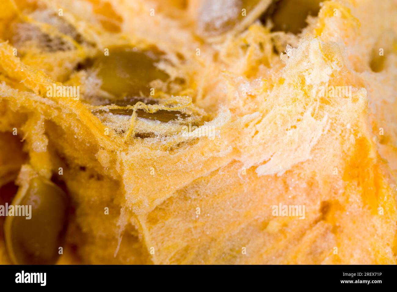 Kürbis in gefährlichem Schimmel, reifer Orangenkürbis mit Schimmel und Schimmel bedeckt, reifes Gemüse, das durch lange oder unsachgemäße Lagerung verdorben wurde Stockfoto