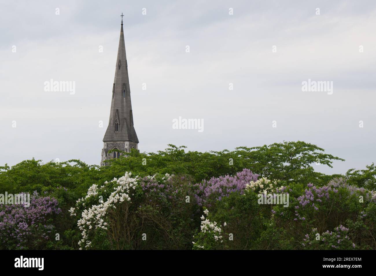 Spire of St. Alban's Church, oder die englische Kirche, die über weißen und violetten Fliederblumen und Bäumen in Kopenhagen, Dänemark zeigt Stockfoto