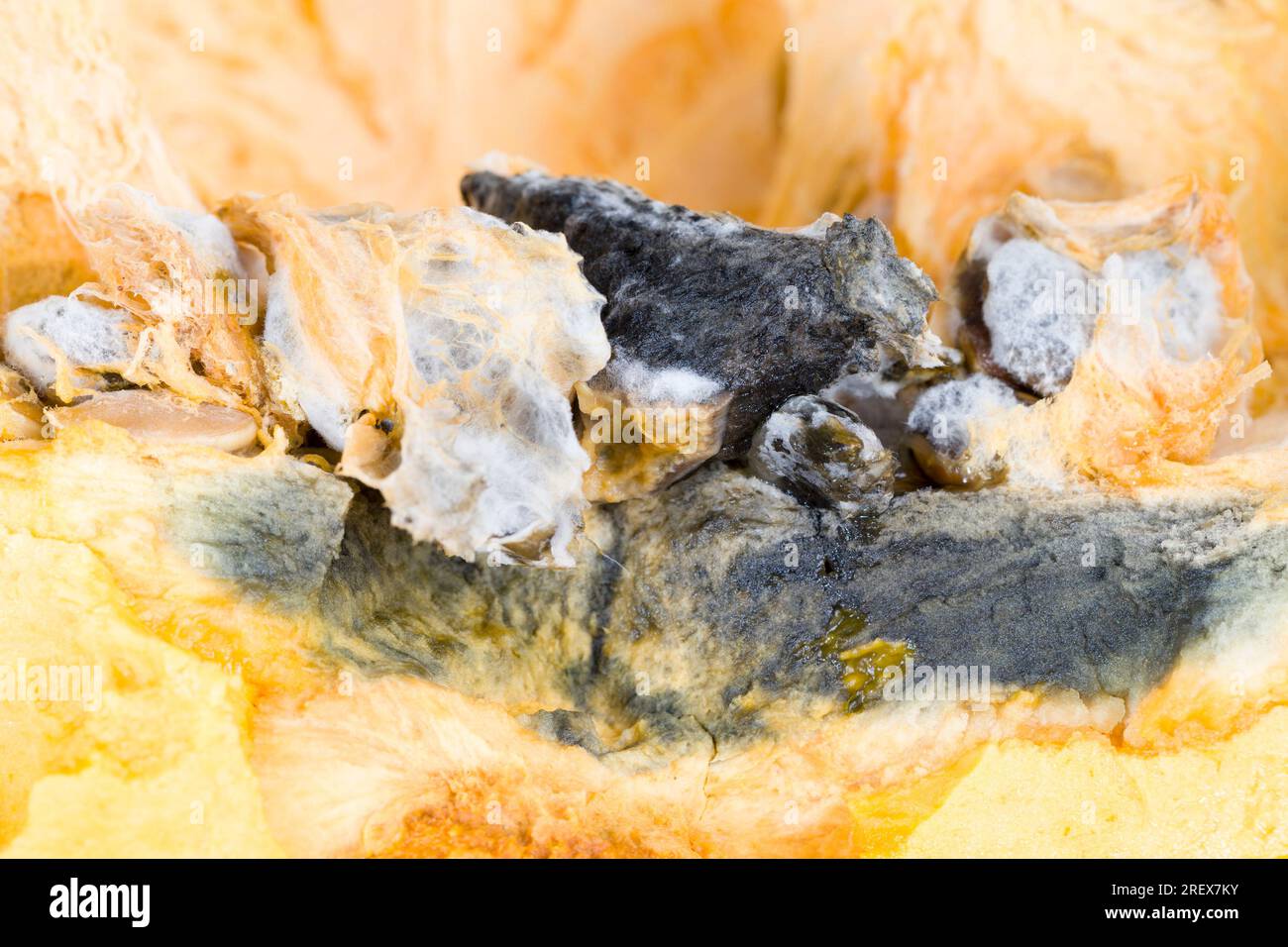 Reifer Orangenkürbis mit Schimmel und Schimmel bedeckt, reifes Gemüse, das aufgrund langer oder unsachgemäßer Lagerung verdorben wurde, Kürbis in gefährlichem Schimmel Stockfoto