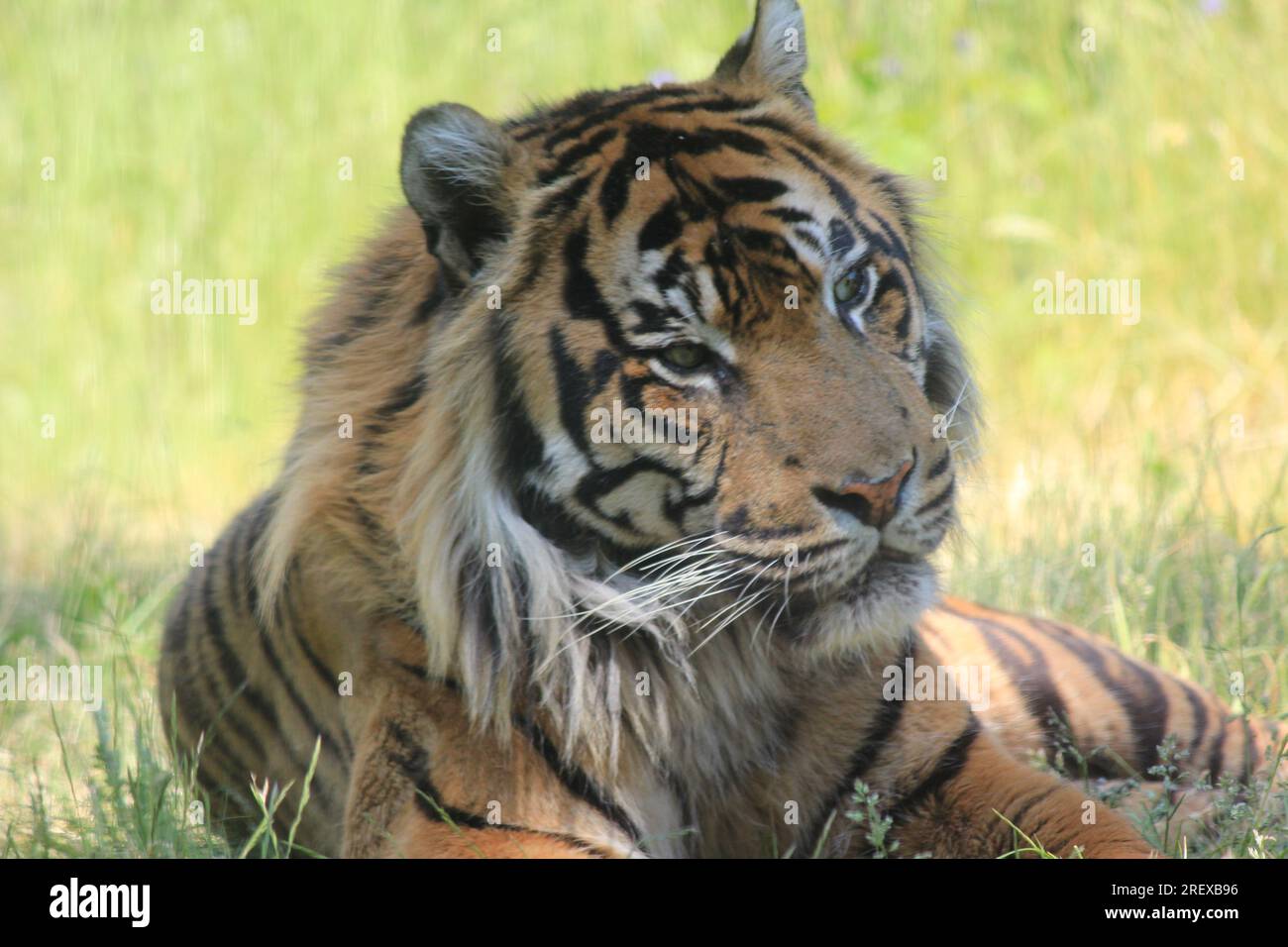 Sumatra-tiger Stockfoto