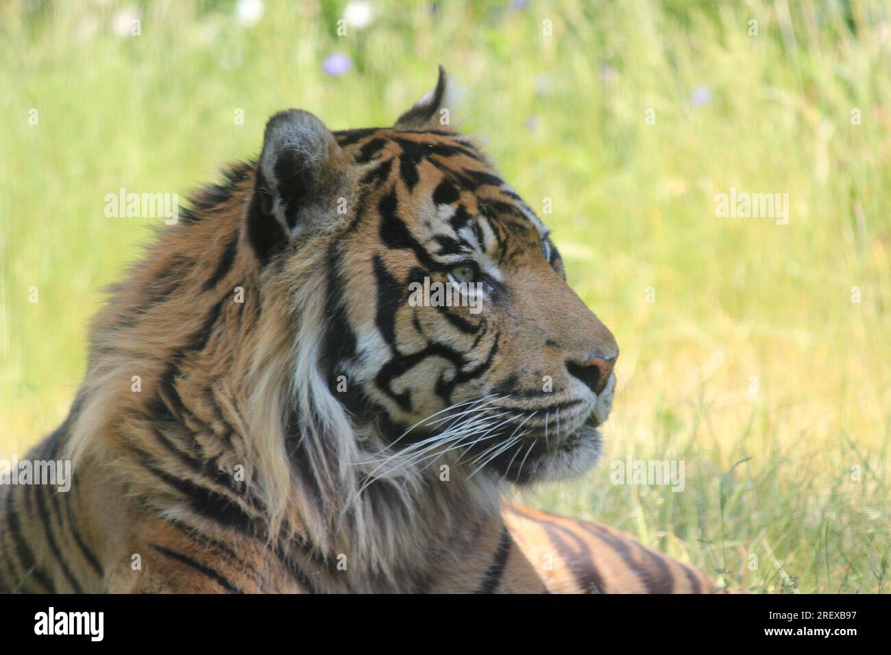 Sumatra-tiger Stockfoto