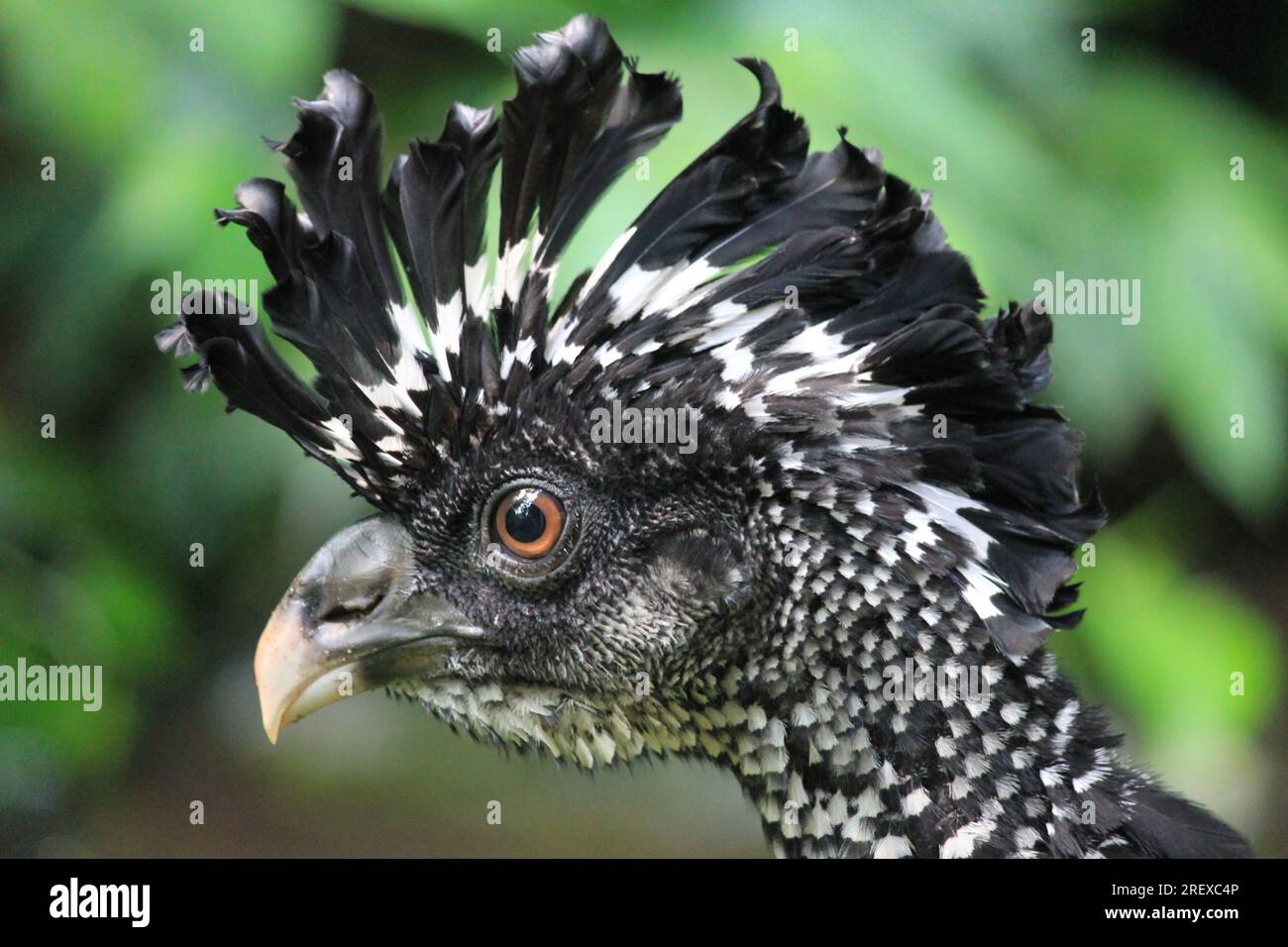 Great curassow Stockfoto