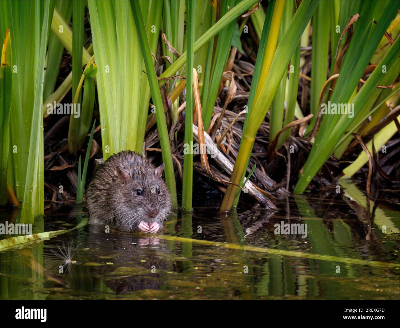 Die braune Ratte füttert sich an der Wasserkante Stockfoto