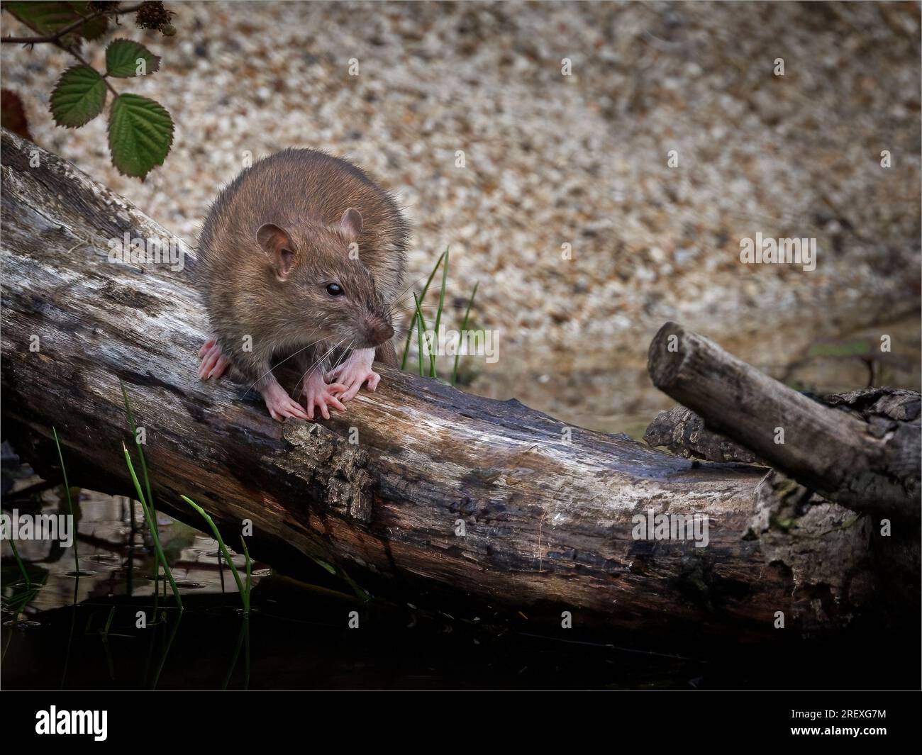 Braune Ratte im Log by Pond Stockfoto