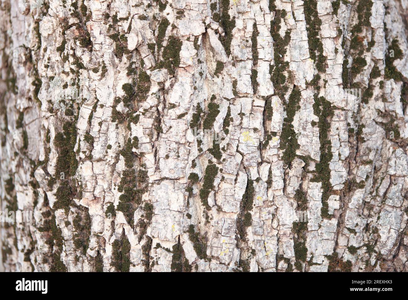 Die Konsistenz der Rinde eines Walnussbaums Stockfoto