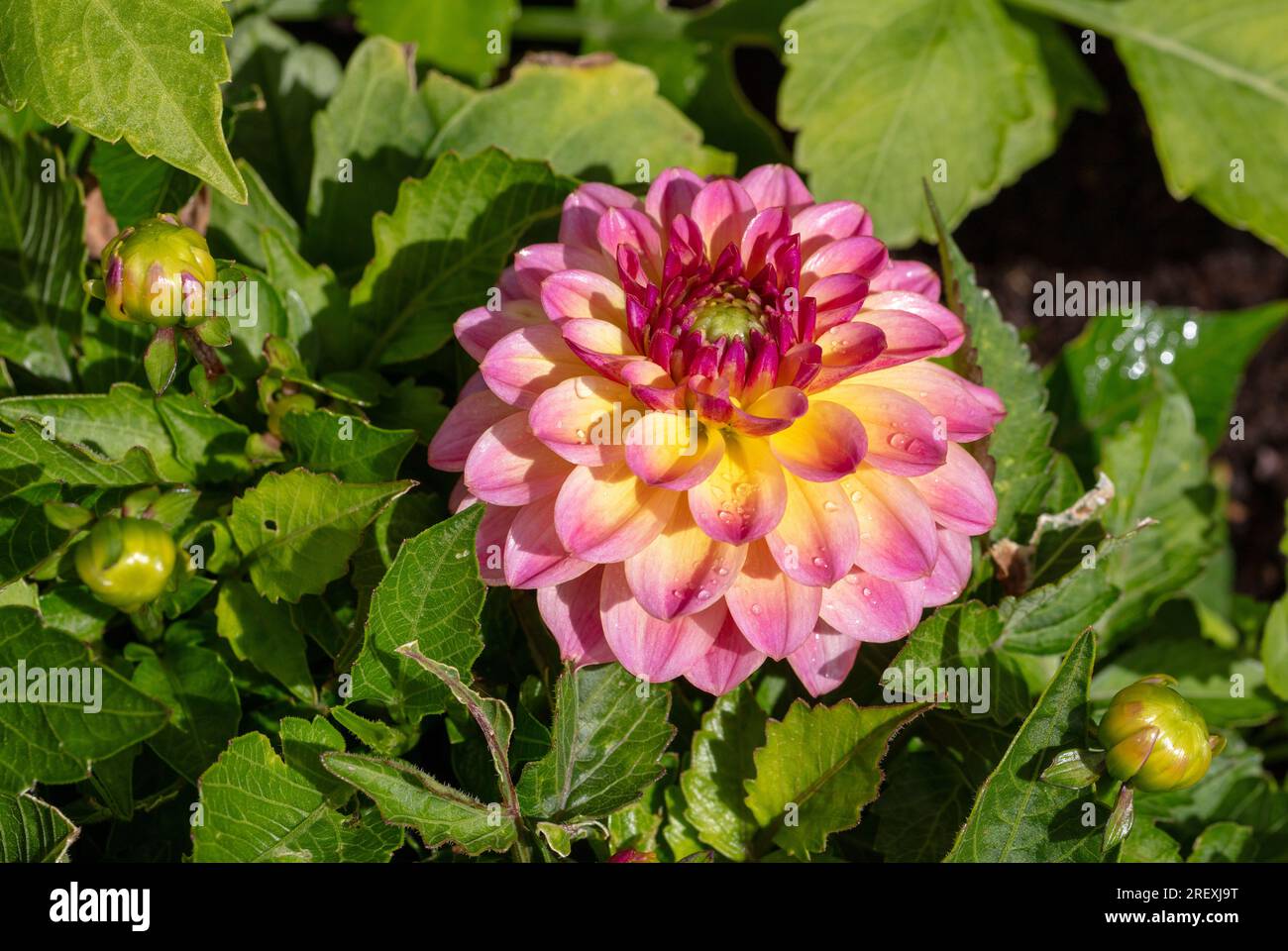 „Hypnotica Rose Bicolor“ Garden Dahlia, Sommardahlia (Dahlia hybrida) Stockfoto