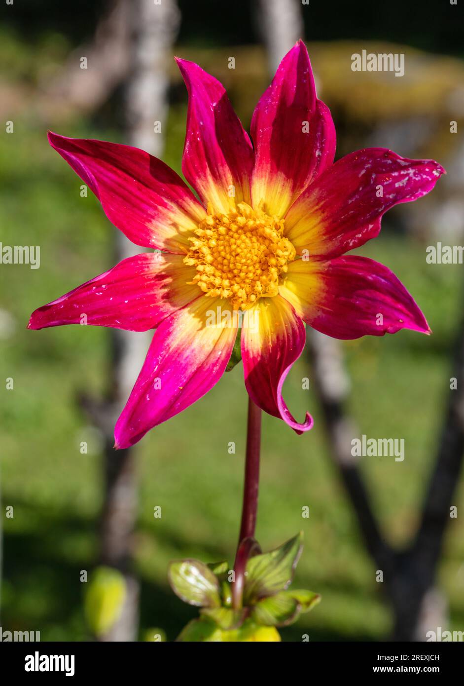 „Bright Eyes“ Single Flowered Dahlia, Enkelblommig Dahlia (Dahlia x Hortensis) Stockfoto