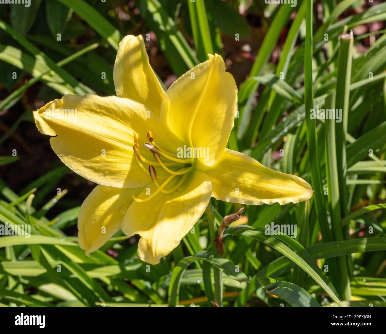 "Big Bird" Daylily, Daglilja (Hemerocallis) Stockfoto