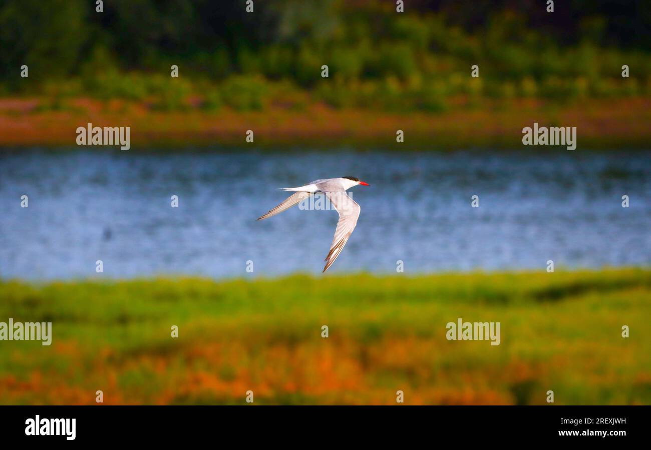 Kleiner Vogel im Flug, fliegender Vogel, Wildtierfotografie einer gewöhnlichen Seezunge Stockfoto