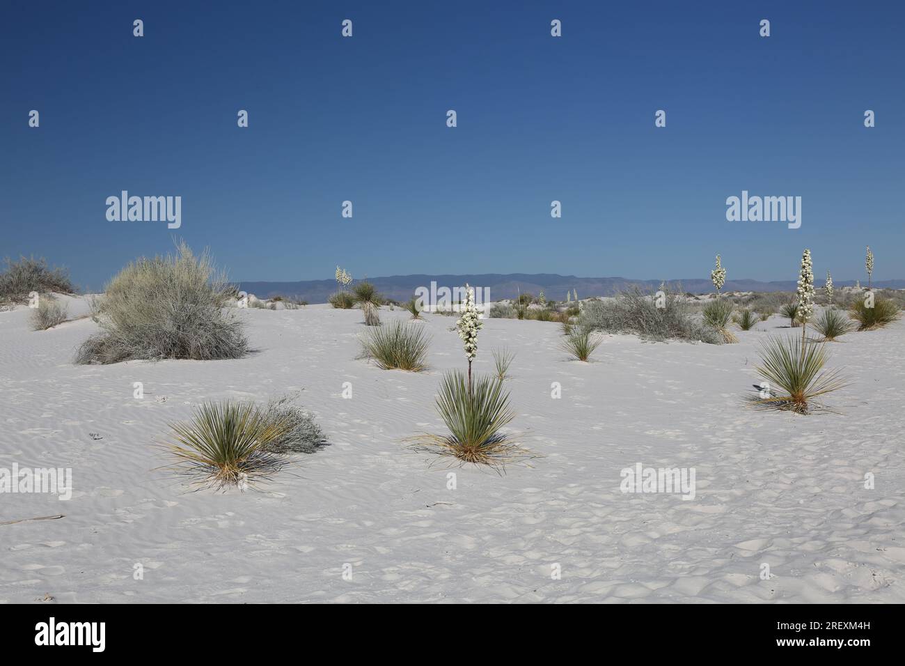 Weiße Dünen, White Sands Nationalpark, New Mexico, USA Stockfoto