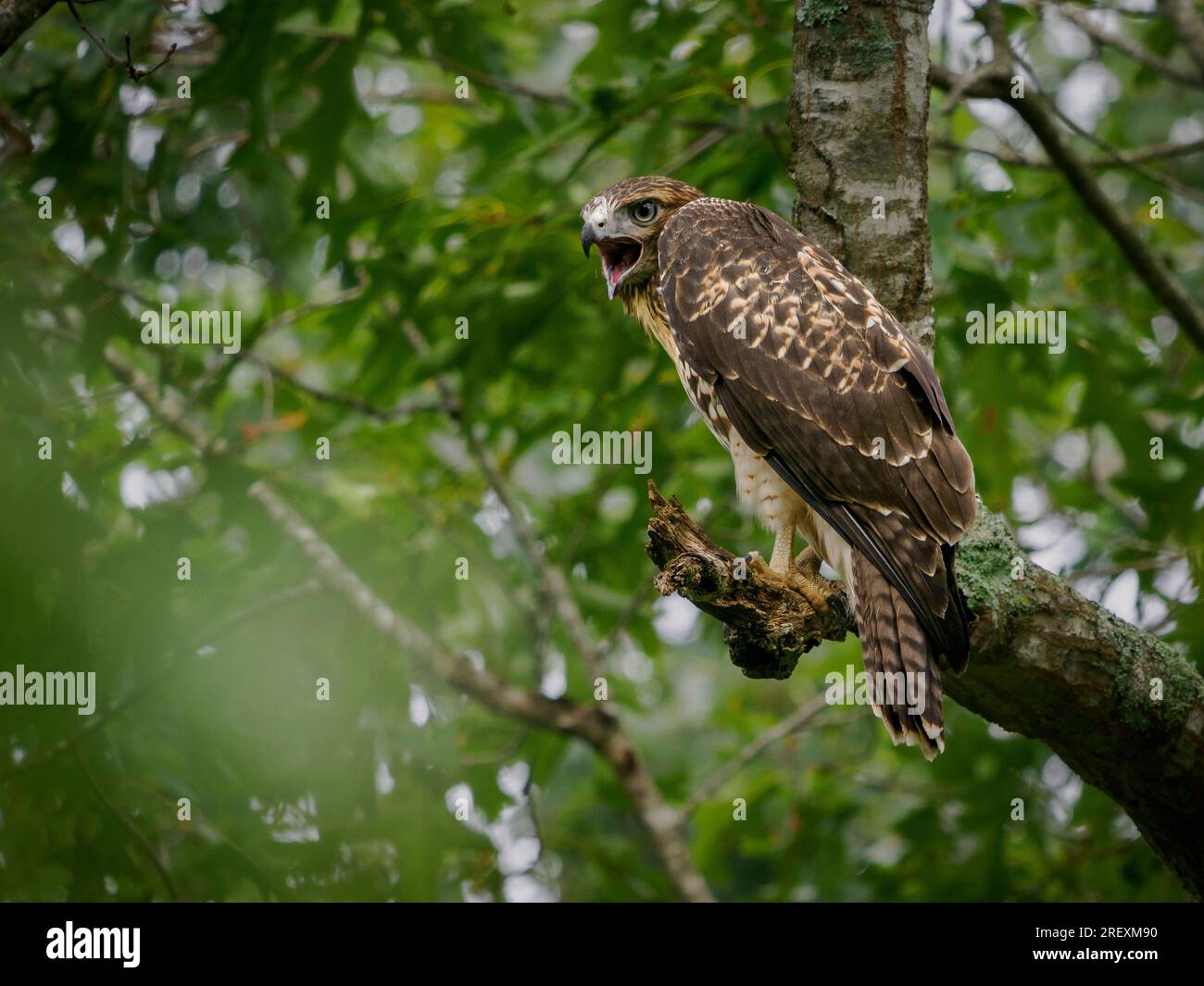Rotschwanzfalke (Buteo jamaicensis), hoch oben auf einer Eiche in einem Wald in Tennessee Stockfoto