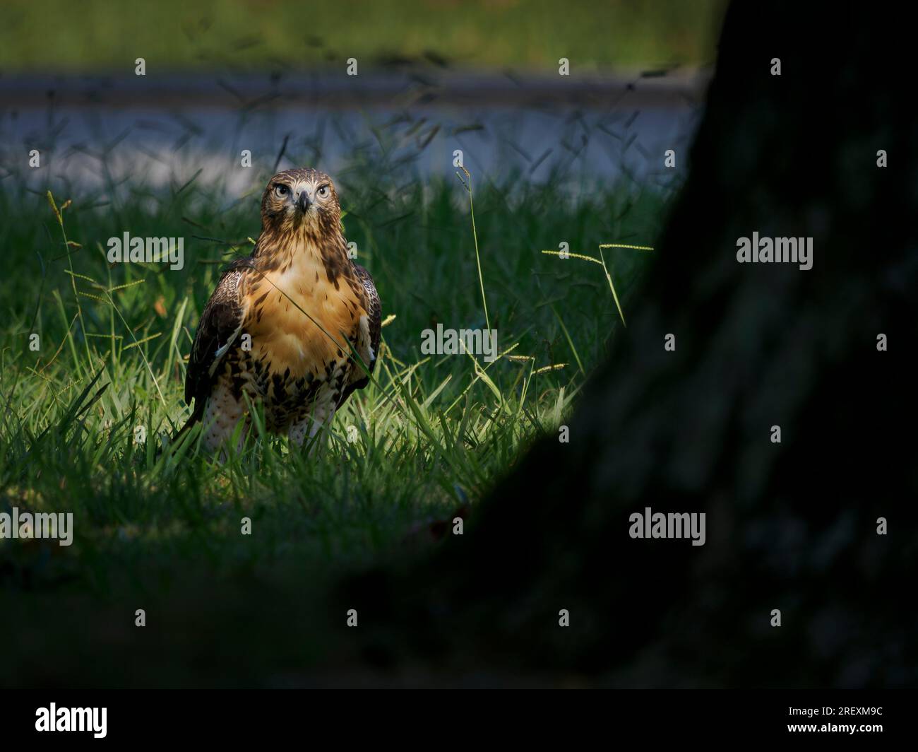 Rotschwanzfalke (Buteo jamaicensis) in Vorstadtgras Stockfoto
