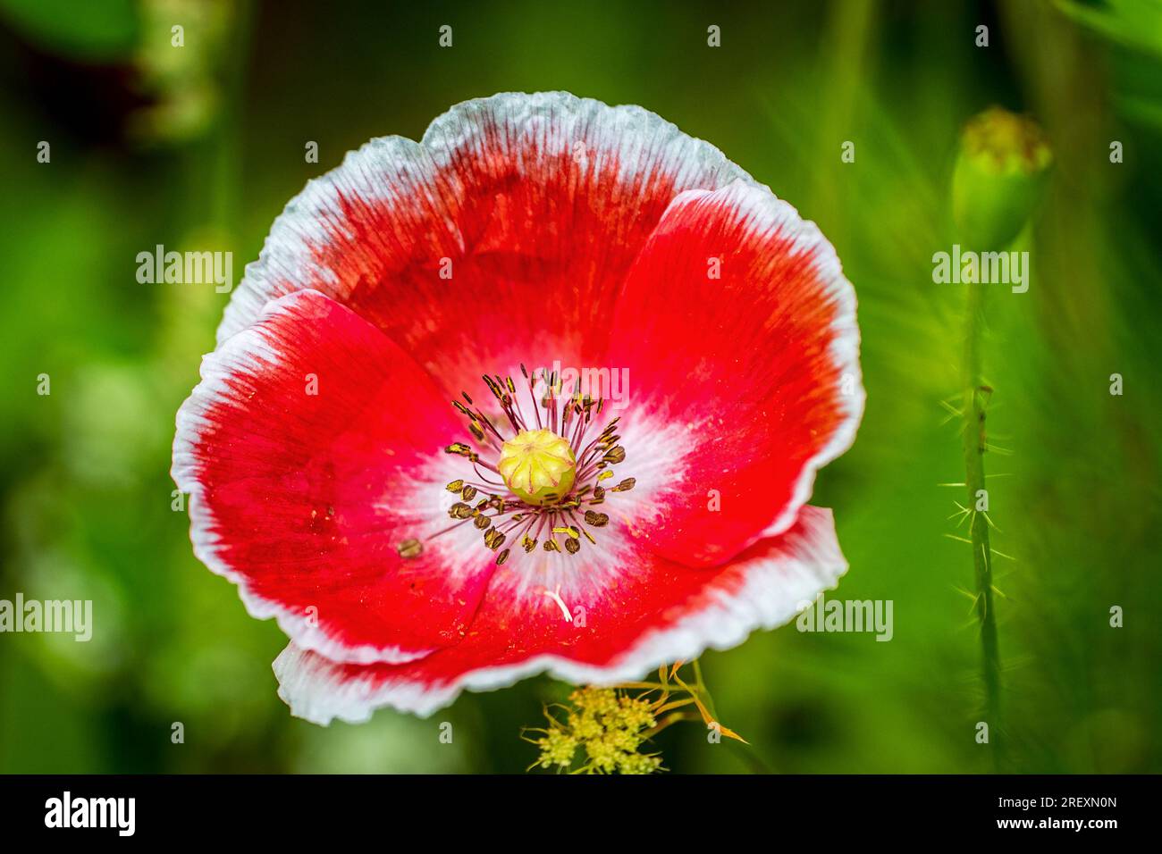 Mohnblumen blühen. Stockfoto