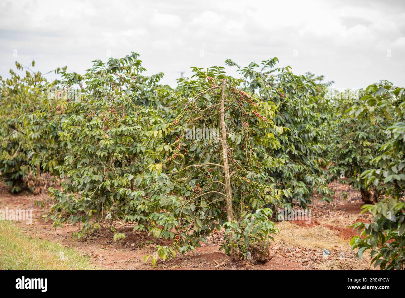 Coffee Farm Farming In Kenia Green Red Beans Reife Arabica In Ruiru Kiambu County Highlands Kenia Ostafrikanische Landschaft Natur Landwirtschaft Reisedokum Stockfoto