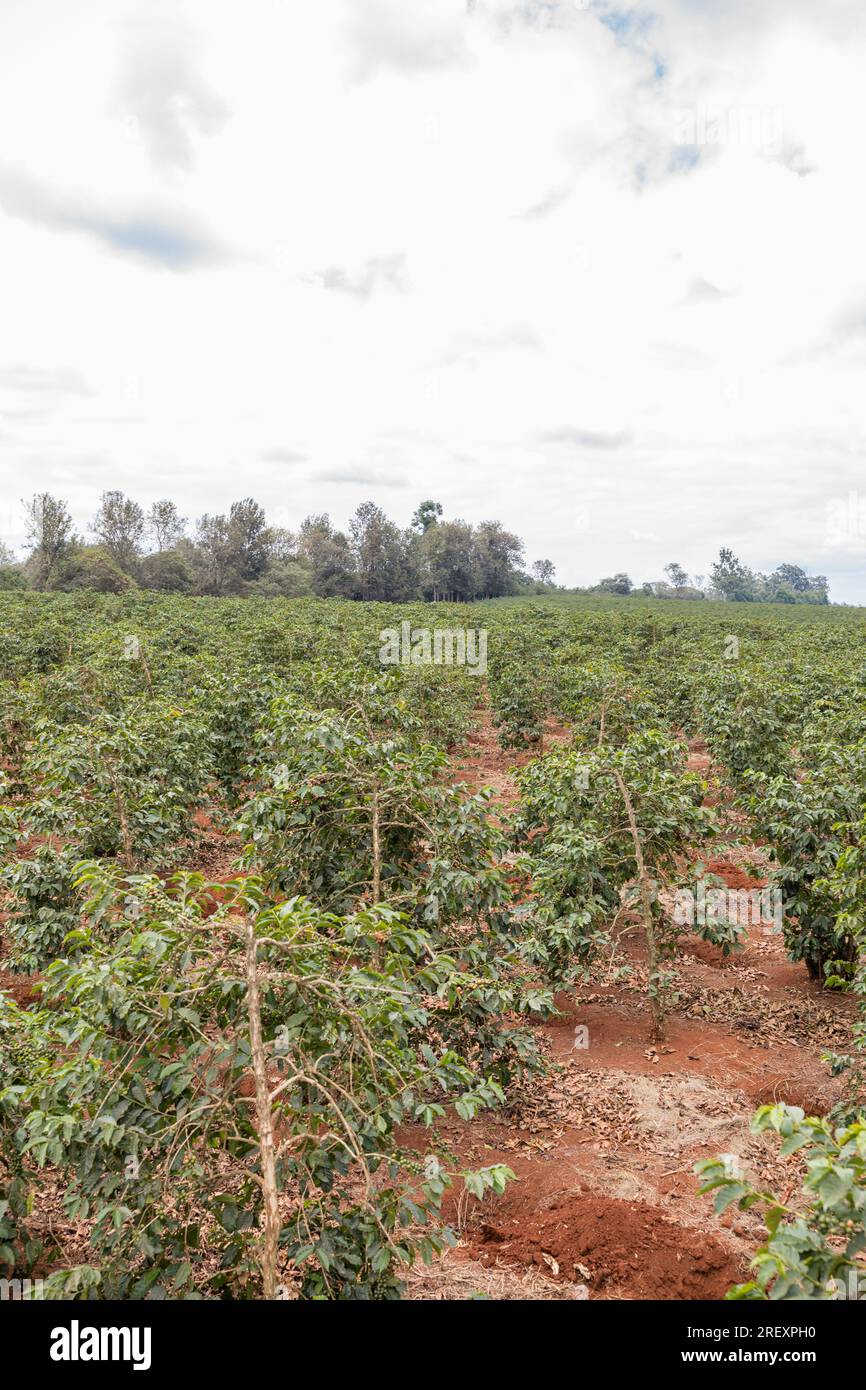 Coffee Farm Farming In Kenia Green Red Beans Reife Arabica In Ruiru Kiambu County Highlands Kenia Ostafrikanische Landschaft Natur Landwirtschaft Reisedokum Stockfoto