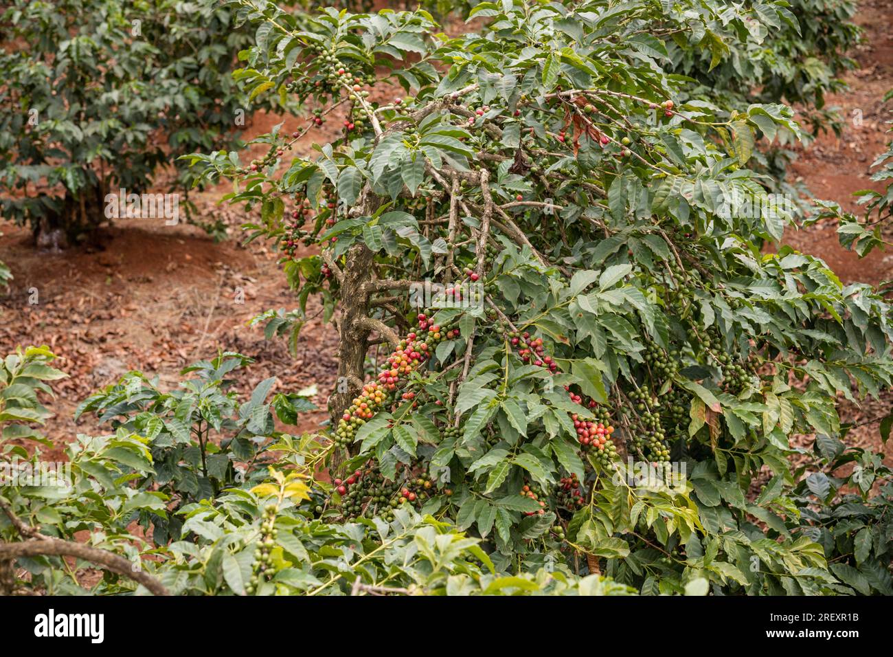 Coffee Farm Farming In Kenia Green Red Beans Reife Arabica In Ruiru Kiambu County Highlands Kenia Ostafrikanische Landschaft Natur Landwirtschaft Reisedokum Stockfoto