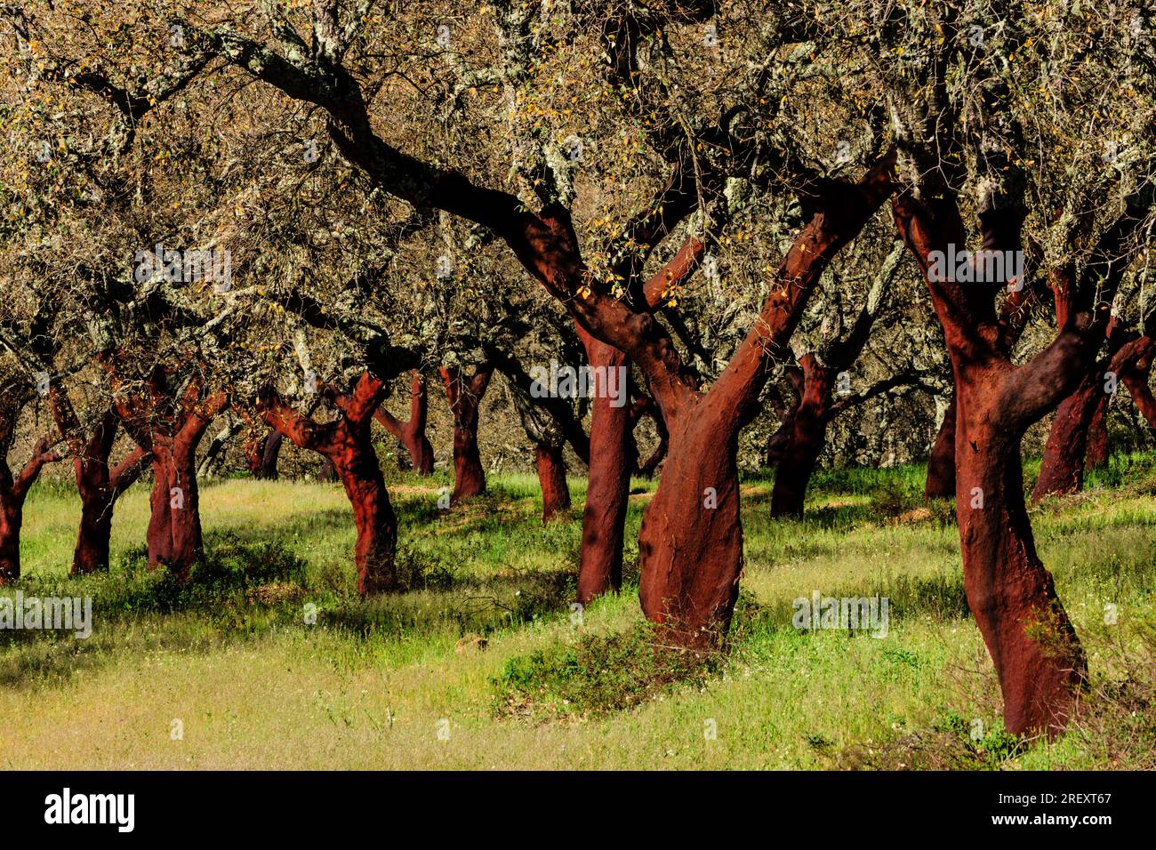 Uncorked alcornoques, Quercus suber, OS Almendres, Evora District, Alentejo, Portugal, Europa Stockfoto