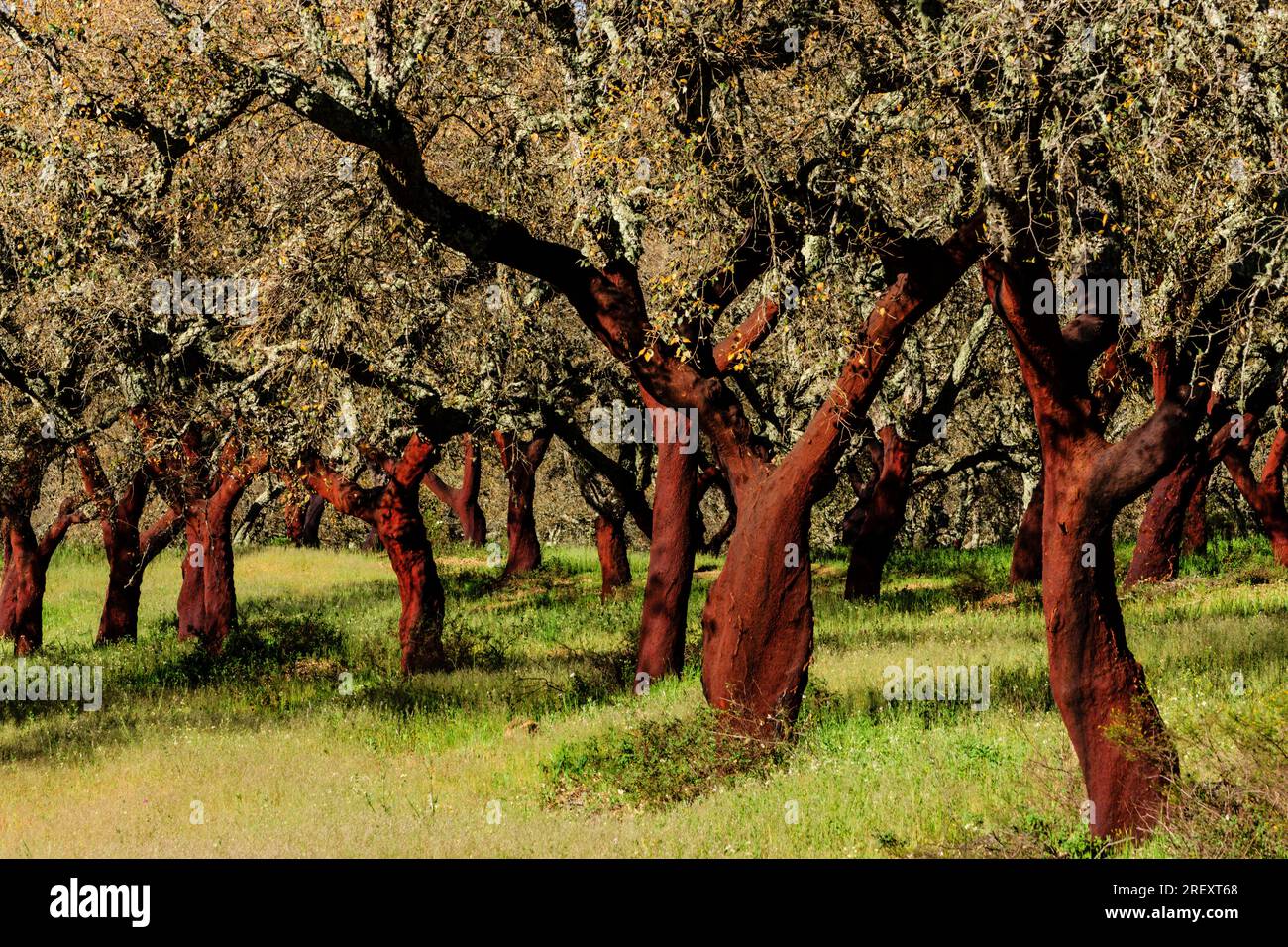 Uncorked alcornoques, Quercus suber, OS Almendres, Evora District, Alentejo, Portugal, Europa Stockfoto