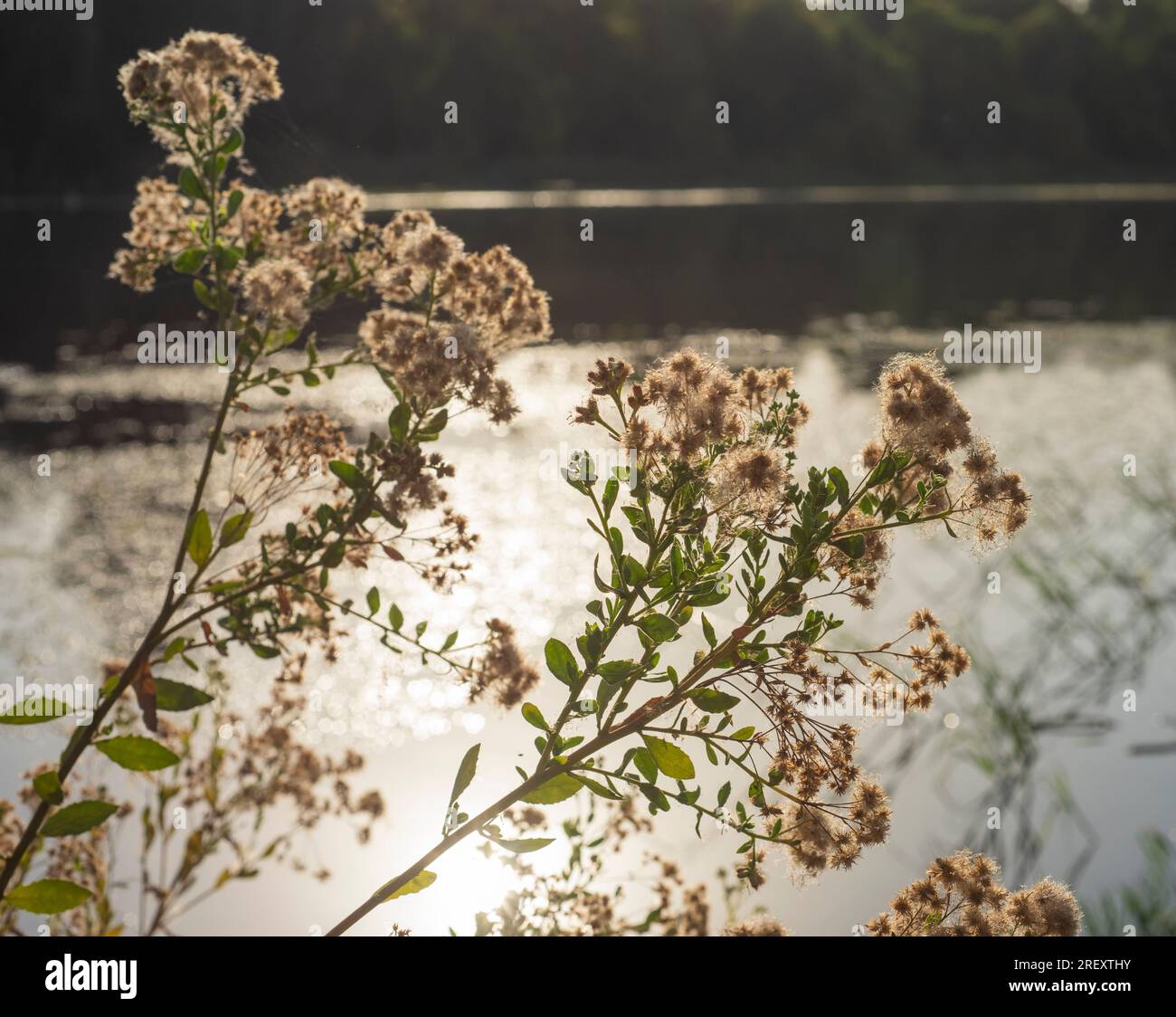 Nahaufnahme der Baumwollgraspflanze Eriophorum neben einem großen Fluss mit Sonnenlicht auf dem Wasser Stockfoto