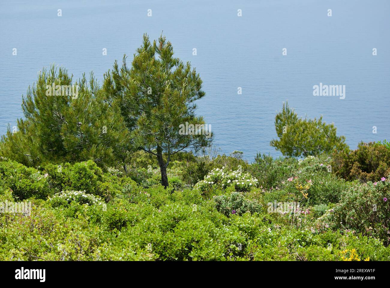 Malerischer Blick von der Küstenstraße Corniche de Crêtes entlang der Cap Canaille am Mittelmeer in Frankreich. Stockfoto