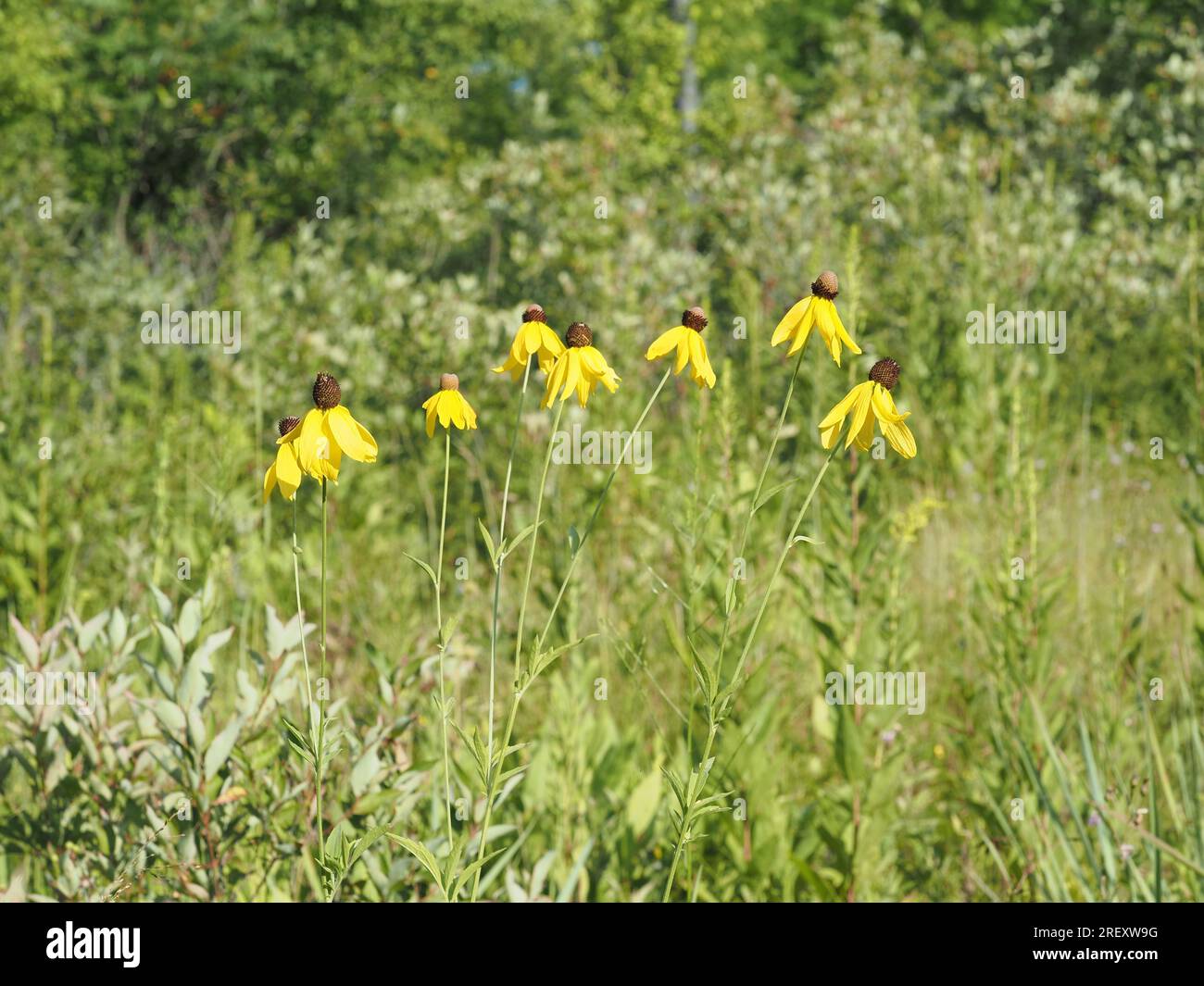 Schwarzäugige Susan-Blumen, die Ende Juli von der Abendsonne erleuchtet werden Stockfoto