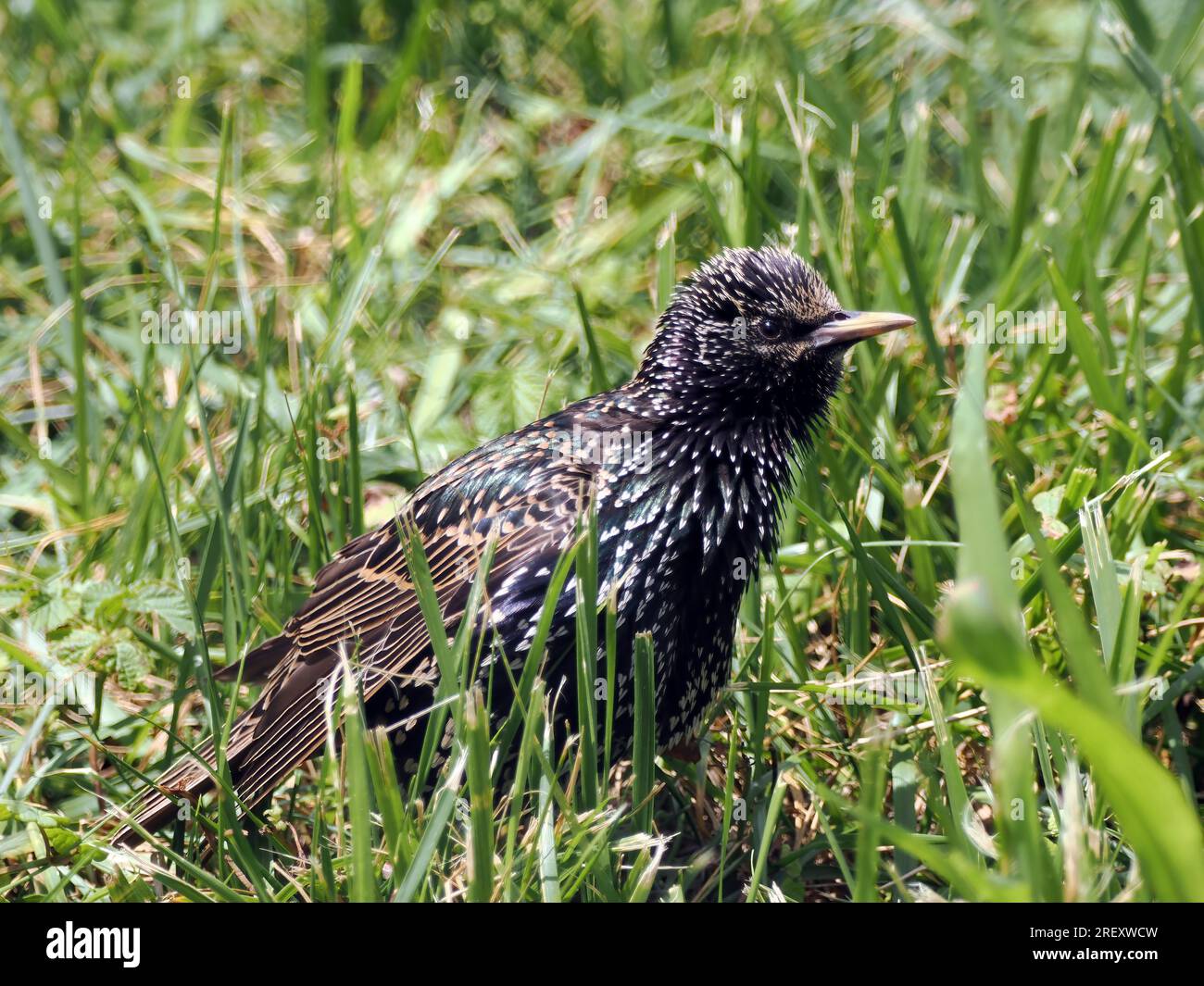 Stern, Etourneau sansonnet, Sturnus vulgaris, Seregély, Ungarn, Magyarország, Europa Stockfoto