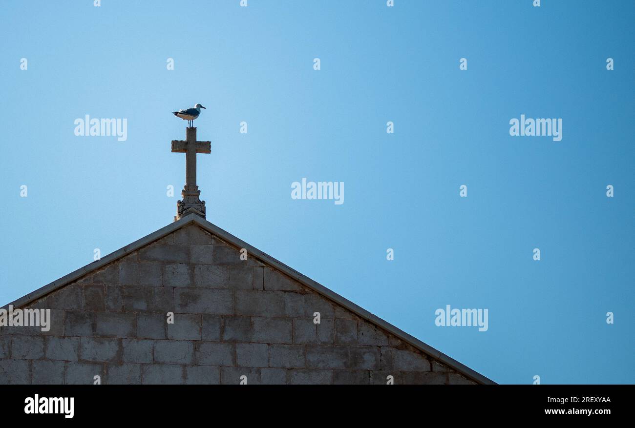 Sain seagul Stockfoto