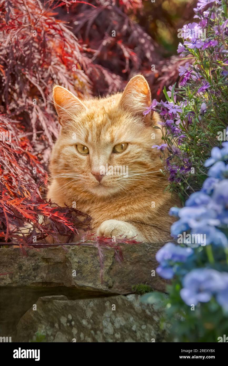 Eine niedliche, rothaarige Katze, die inmitten von Blumen und Ahornblättern auf einer steinigen Stufe im Garten steht und merkwürdig aussieht Stockfoto