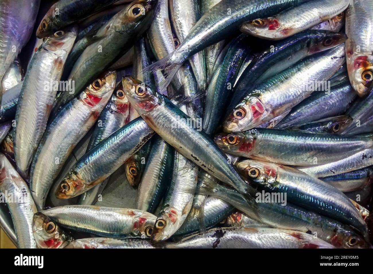 Frischer Sardinenfisch auf dem Dammam-Fischmarkt. Stockfoto