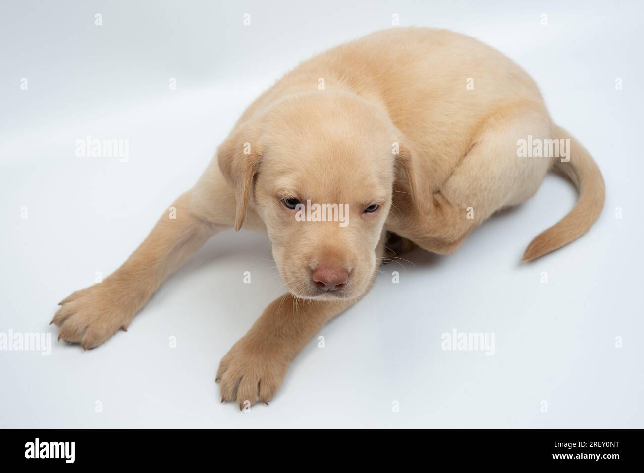 labrador Hündchen mit kratzendem Ohr isoliert auf weißem Studiohintergrund Stockfoto
