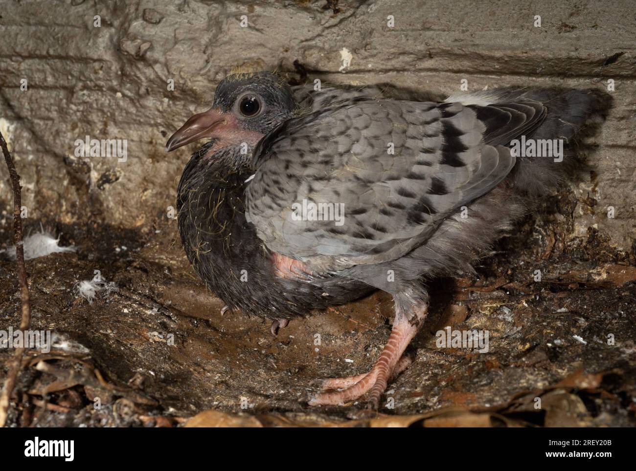 Feral Pigeon Squab oder Chick, Columba livia, London, Vereinigtes Königreich Stockfoto