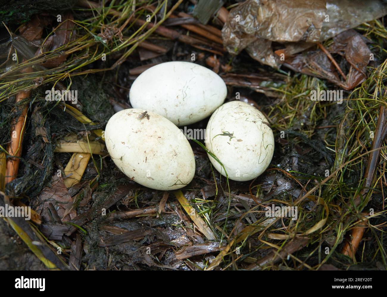 Nest des Großen Kammgrabes mit drei Eiern, Podiceps cristatus, Britische Inseln Stockfoto