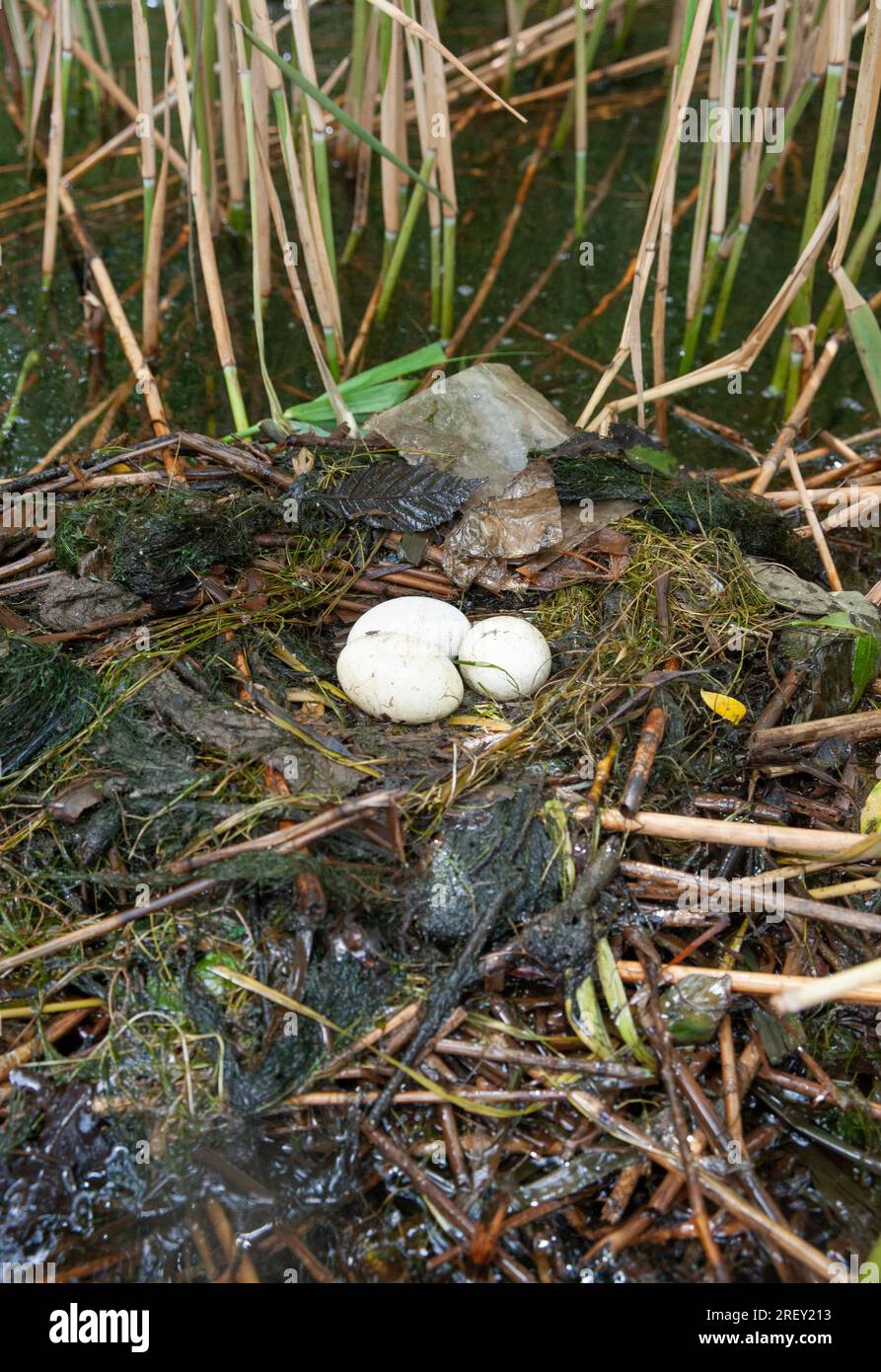 Nest des Großen Kammgrabes mit drei Eiern, Podiceps cristatus, Britische Inseln Stockfoto