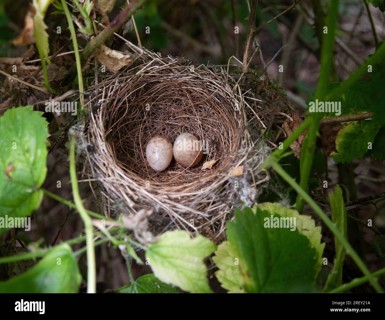 Eurasische Blackcap, Sylvia atricapilla, Nest mit zwei Eiern inmitten von Bromble, London, Vereinigtes Königreich Stockfoto