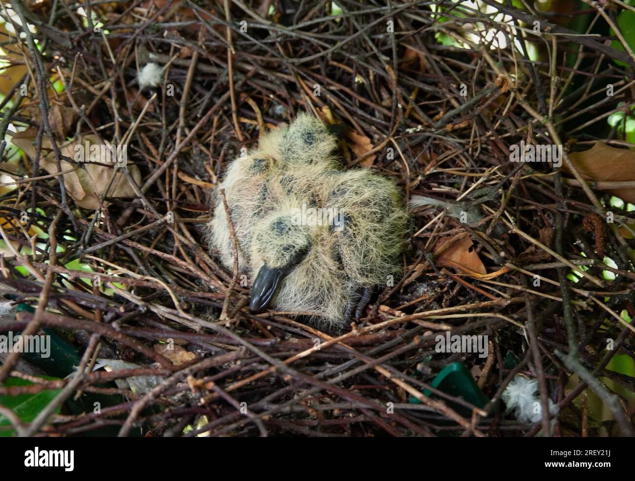 Woodpigeon, Columba palumbus, Single Chick in Nest, London, Vereinigtes Königreich Stockfoto