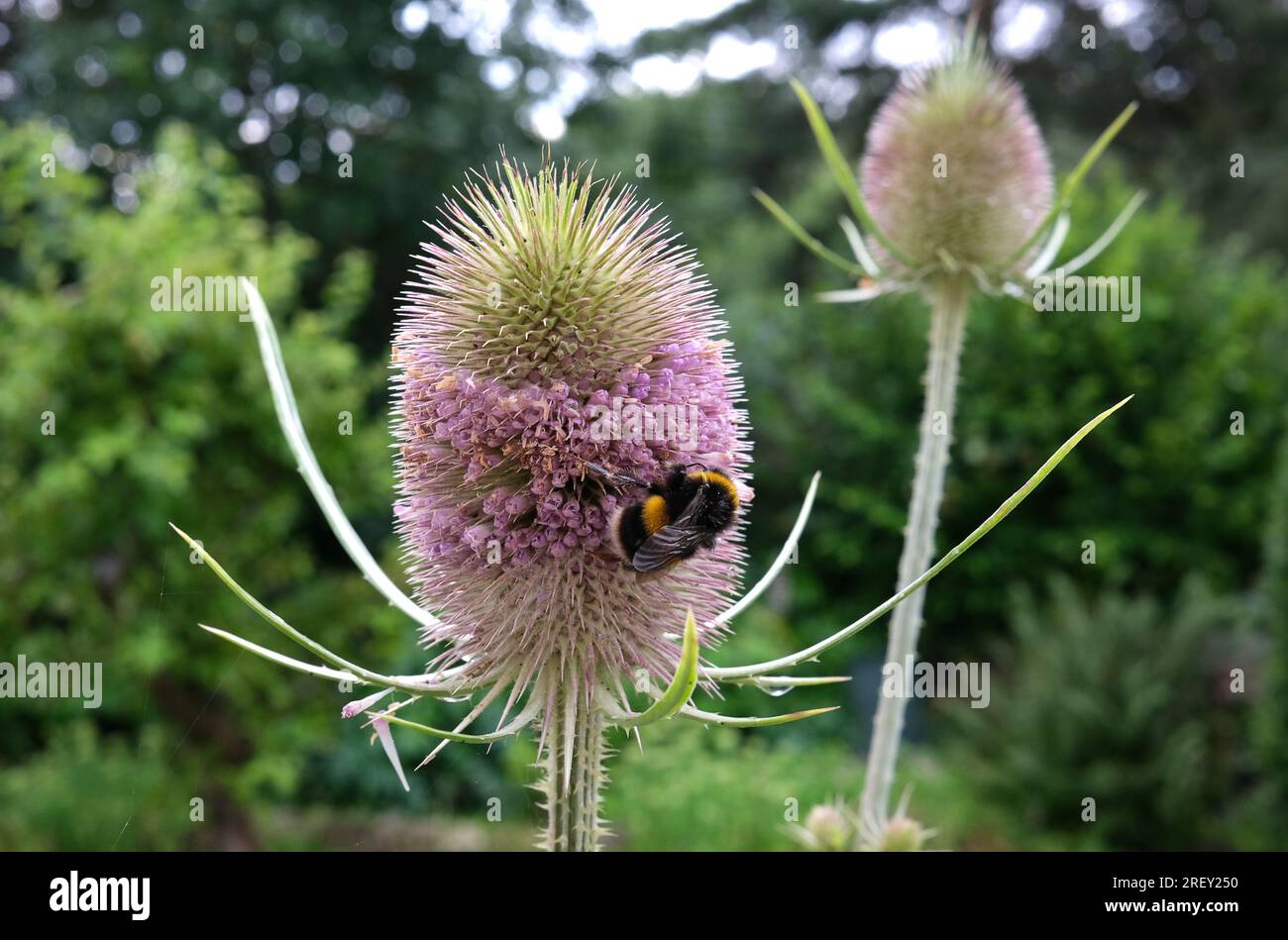Wildteasel Dipsacus fullonum mit Bienenpollen sammeln. Stockfoto