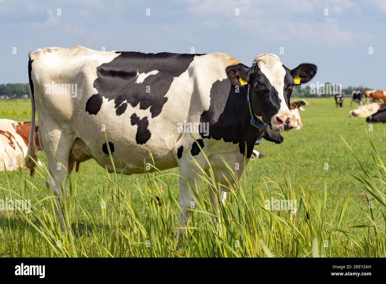 Schwarz-weiße Kühe stehen auf Grünland Stockfoto