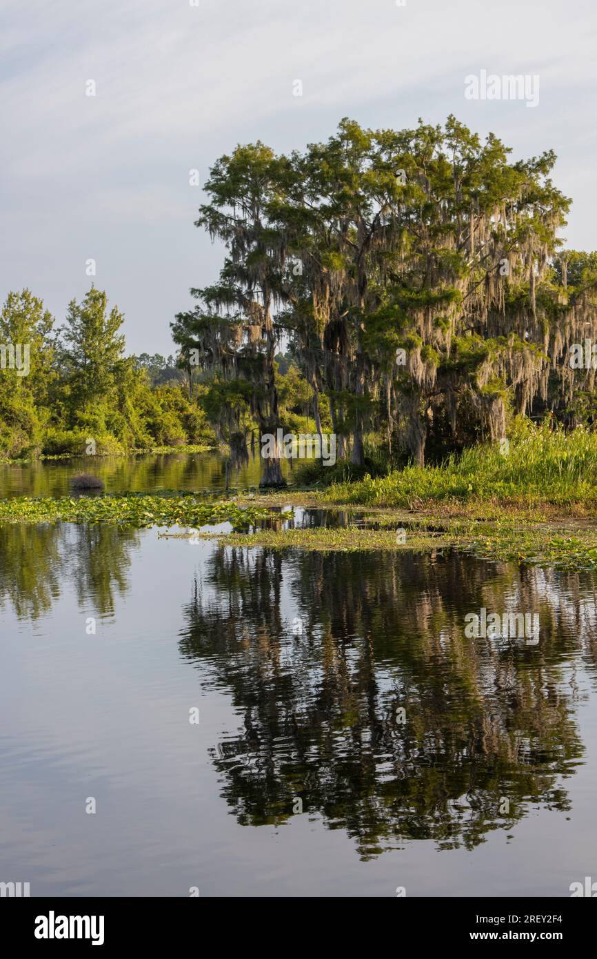 Lake Rousseau in Dunnellon, Florida Stockfoto