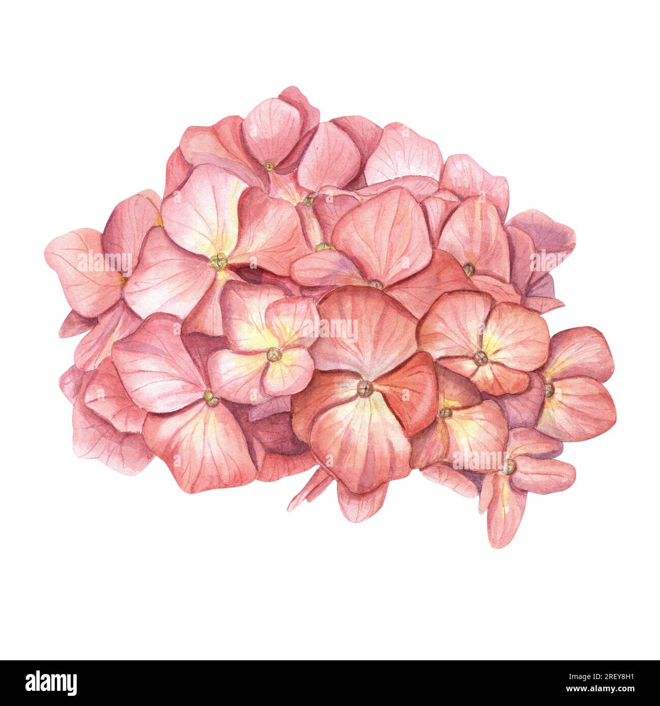 Klassischer Hortensienkopf. Rosa Blume. Blühender Garten Hortensia. Aquarelldarstellung isoliert auf weißem Hintergrund. Perfekt für Hochzeitsdesigns Stockfoto