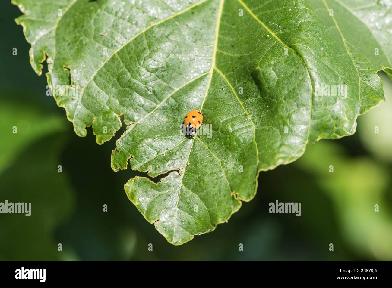 Ein 7 Spot Ladybird (Coccinella 7-punctata) auf einem Blatt Stockfoto