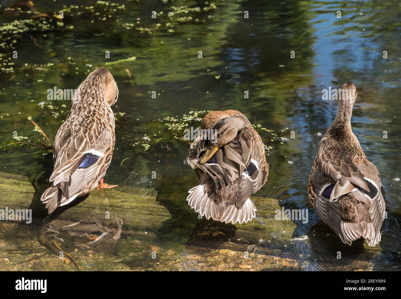 Junge Stechmücken (Anas platyrhyncos), die an einem Teich präparieren Stockfoto