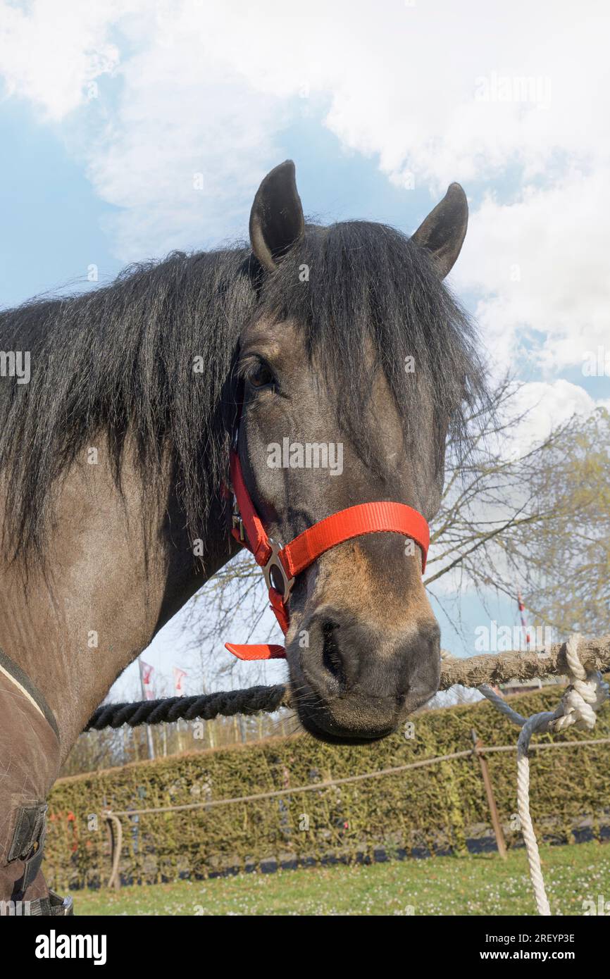 Der Maulkorb eines braunen Pferdes mit rotem Gurtzeug. Vertikales Porträt gegen den blauen Frühlingshimmel Stockfoto