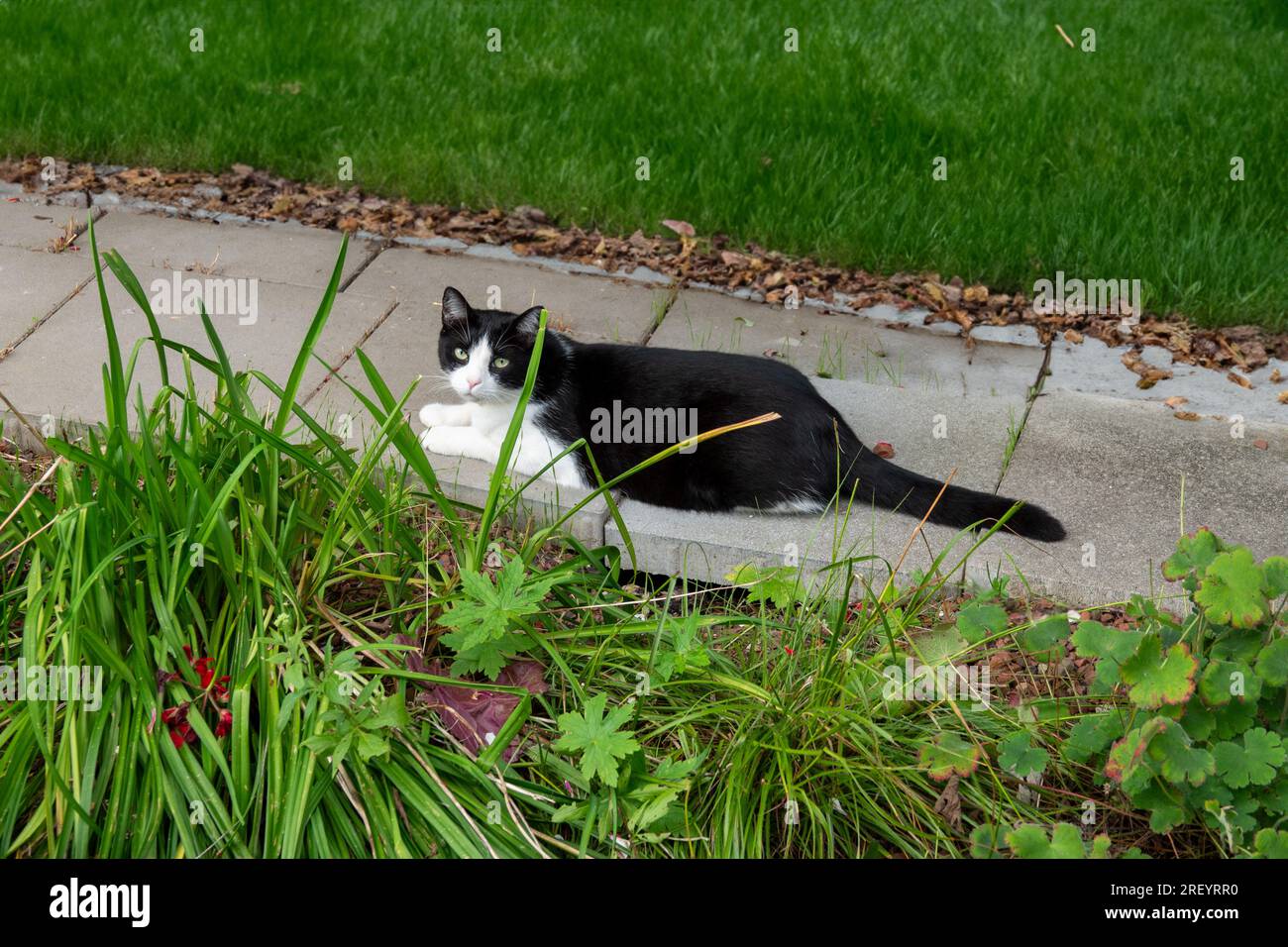 Adoptiere eine Katze Stockfoto