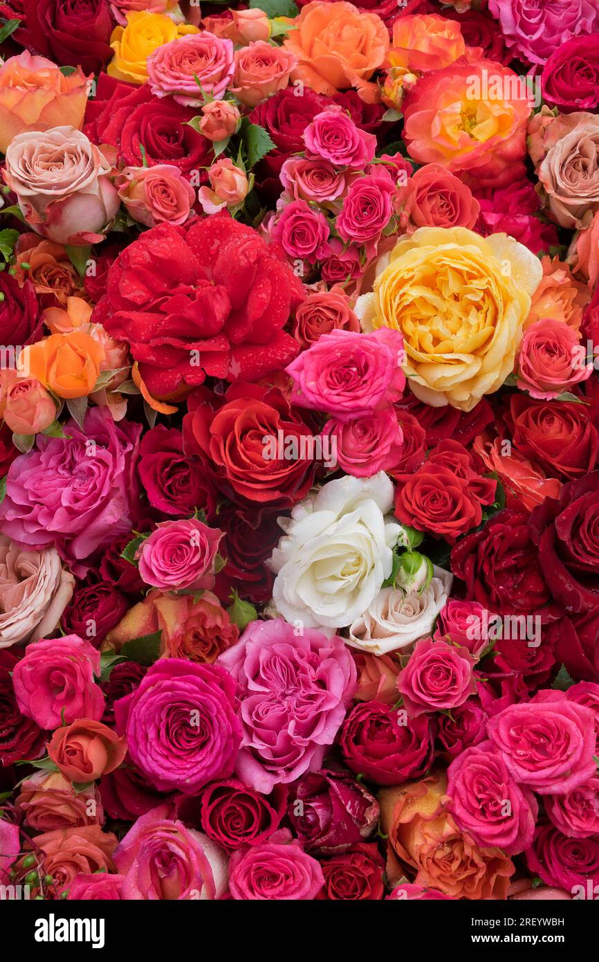 Rosafarbener Hintergrund. Farbenfrohe Blumen Wandhintergrund mit fantastischen Rosen. Blühende Rosen festlicher Hintergrund, Blumenkarte mit Blumenstrauß. Frische, wunderschöne Rosen Stockfoto