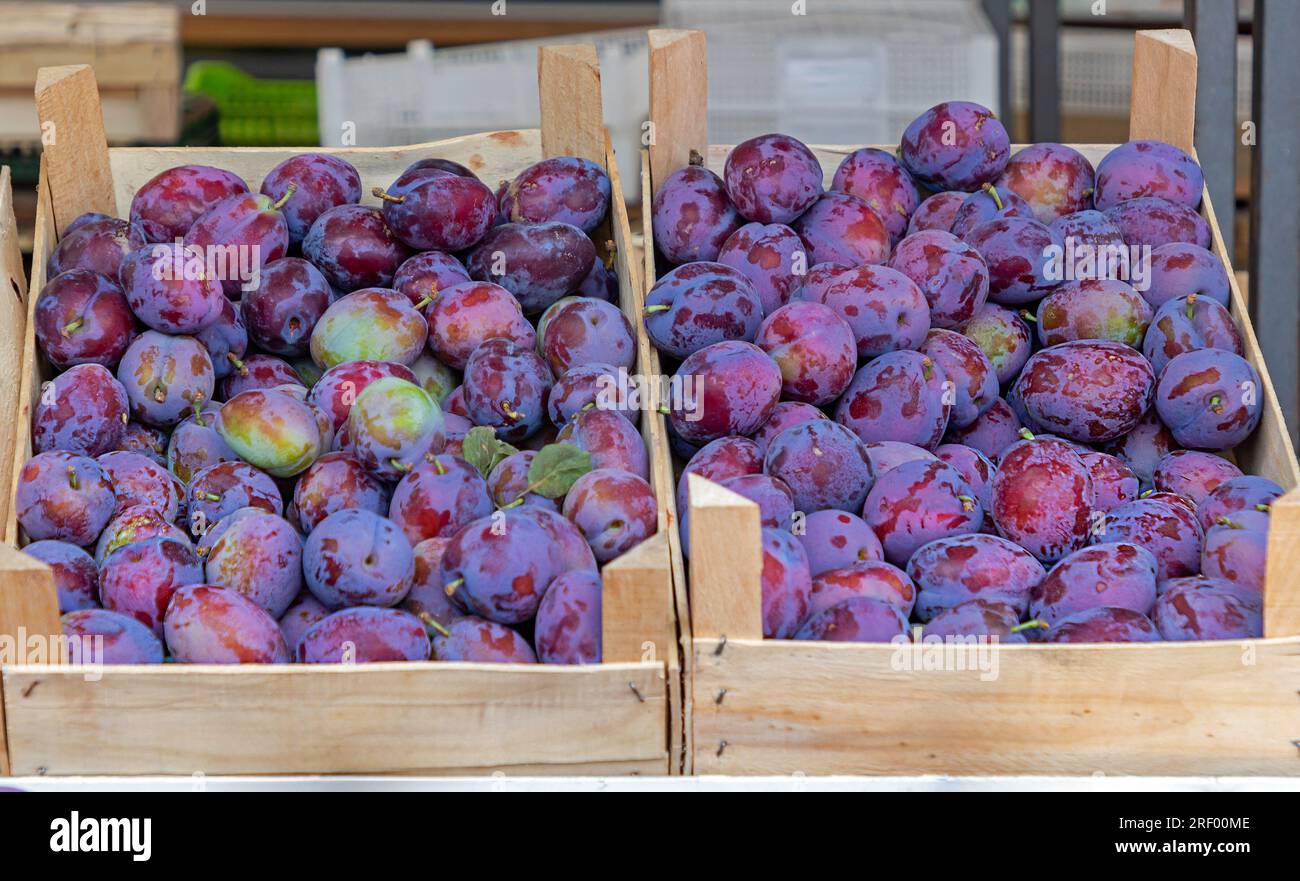 Stapel roher organischer Pflaumenfrüchte in Holzkisten, die auf dem Markt verkauft werden Stockfoto