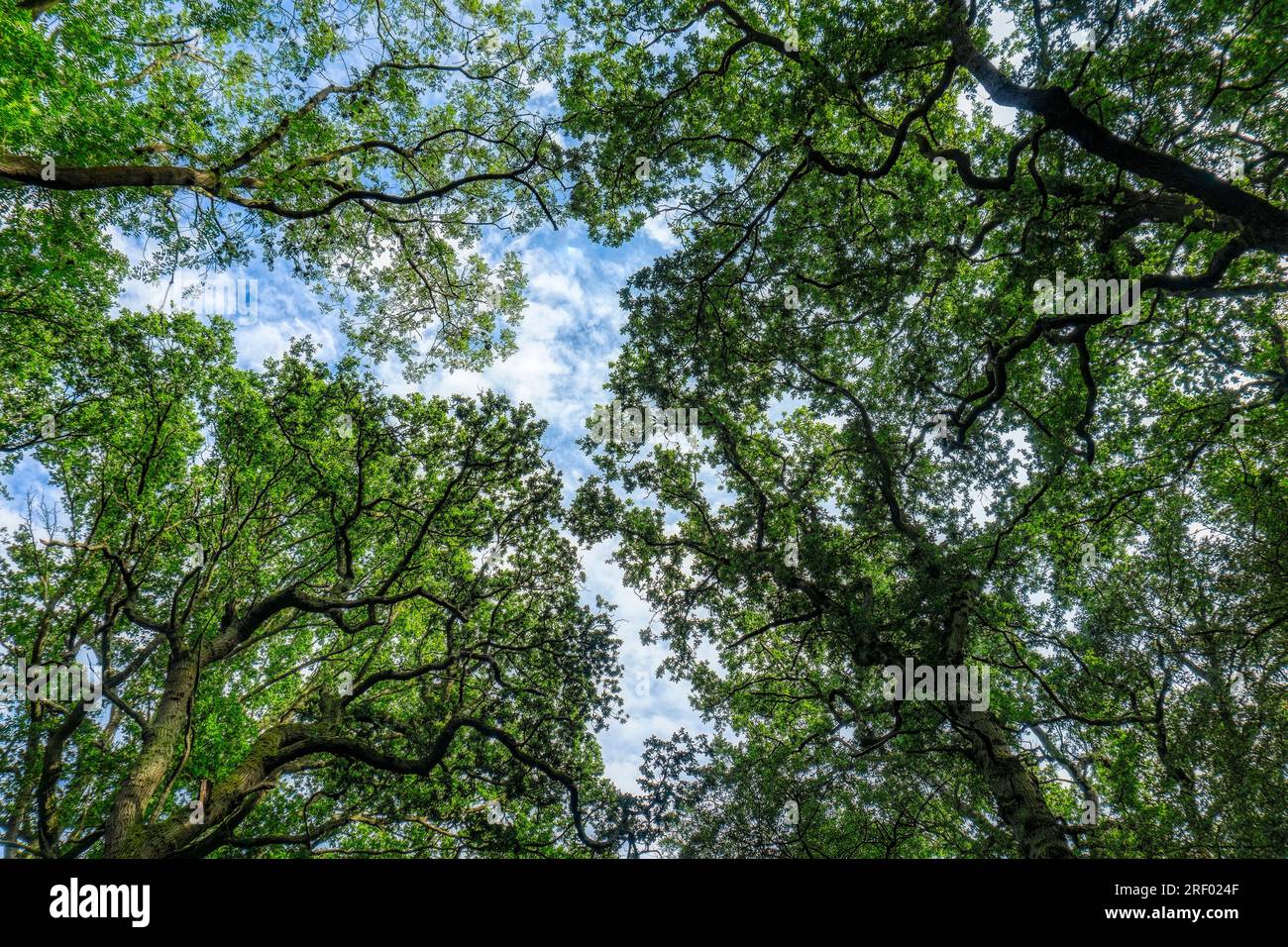 Hintergrund von Baumkronen unter blauem Himmel, grüner Laub, Sonnenschein Stockfoto
